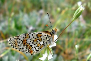 parhan (Melitaea cinxia)