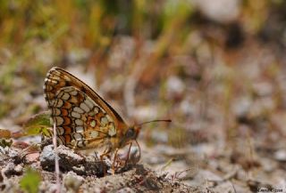 Amannisa (Melitaea athalia)