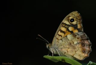Karanlk Orman Esmeri (Pararge aegeria)