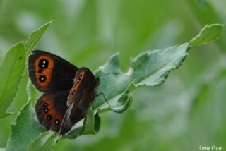 sko Gzelesmeri (Erebia aethiops)