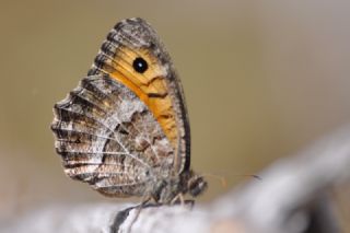 Seyit (Arethusana arethusa)