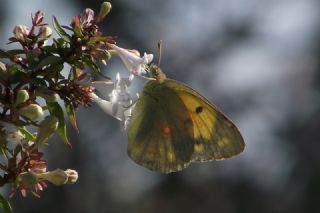 Sar Azamet (Colias croceus)