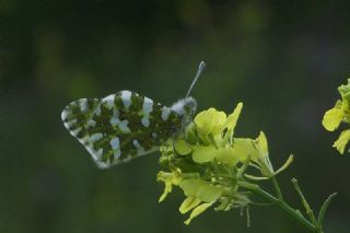 Da Oykls (Euchloe ausonia)