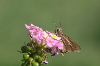 Beyaz illi Kara Zpzp (Pelopidas  thrax)