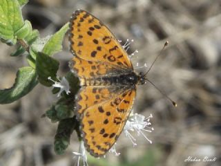 Gzel parhan (Melitaea syriaca)