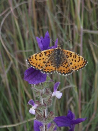 Gzel parhan (Melitaea syriaca)