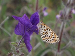 Gzel parhan (Melitaea syriaca)