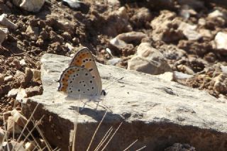 Kk Ate Gzeli (Lycaena thersamon)