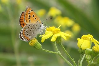 Kk Ate Gzeli (Lycaena thersamon)