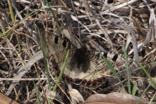 Yalanc Apollo (Archon apollinus)