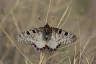 Yalanc Apollo (Archon apollinus)