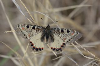 Yalanc Apollo (Archon apollinus)