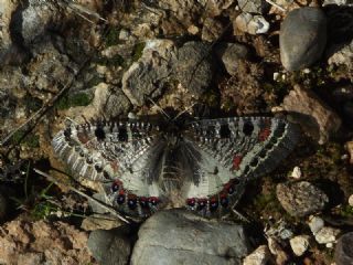 Yalanc Apollo (Archon apollinus)