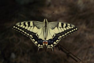 Krlangkuyruk (Papilio machaon)