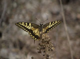 Krlangkuyruk (Papilio machaon)