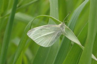 Kk Beyazmelek (Pieris rapae)