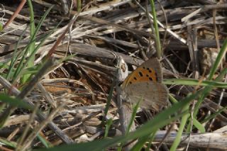 Benekli Bakr Gzeli (Lycaena phlaeas)