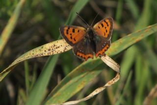 Benekli Bakr Gzeli (Lycaena phlaeas)