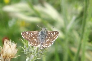 Kzl Zpzp (Spialia orbifer)