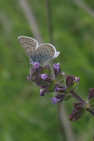okgzl Mavi (Polyommatus icarus)