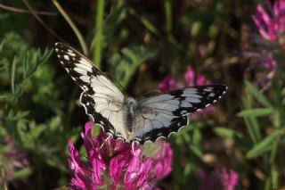 Akdeniz Melikesi (Melanargia titea)