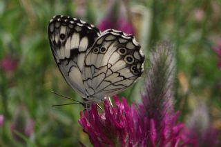 Akdeniz Melikesi (Melanargia titea)