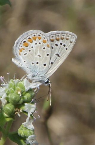 okgzl Mavi (Polyommatus icarus)