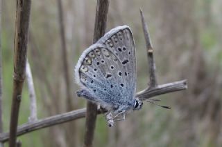 okgzl Mavi (Polyommatus icarus)