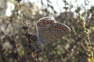 okgzl Mavi (Polyommatus icarus)