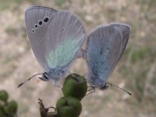 Karagz Mavisi (Glaucopsyche alexis)