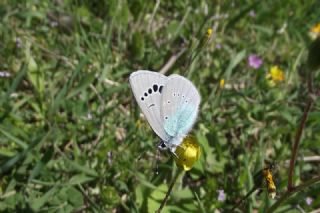 Karagz Mavisi (Glaucopsyche alexis)