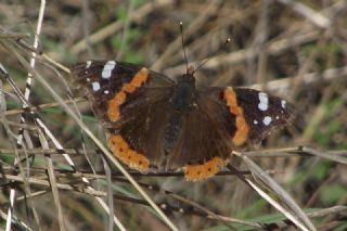 Atalanta (Vanessa atalanta)