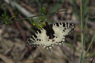 Orman Fistosu (Allancastria  cerisyi)