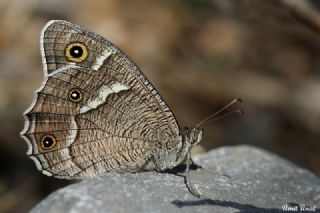 Beyaz Bandl Karamelek (Hipparchia parisatis)
