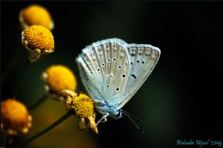 okgzl Dafnis (Polyommatus daphnis)