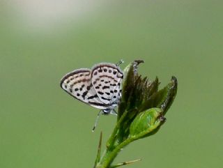 Balkan Kaplan (Tarucus balkanicus)