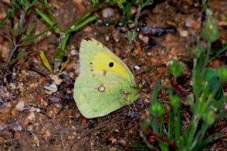 Sar Azamet (Colias croceus)