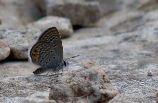 Mcevher Kelebei (Chilades trochylus)