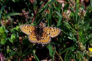 Hatayl parhan (Melitaea collina)