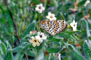 ranl parhan (Melitaea persea)