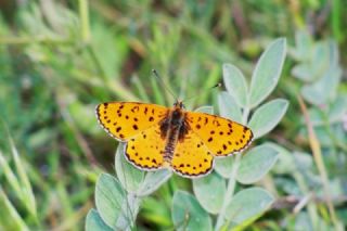 ranl parhan (Melitaea persea)