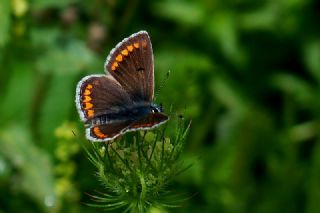 okgzl Esmer (Aricia agestis)