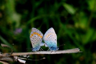 okgzl Mavi (Polyommatus icarus)