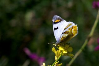 Zegris (Zegris eupheme)
