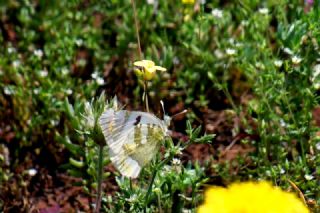 Zegris (Zegris eupheme)