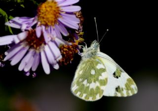 Yeni Beneklimelek (Pontia edusa)