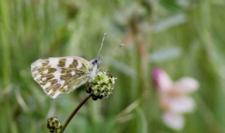 Yeni Beneklimelek (Pontia edusa)