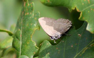 Mavi Benekli Sevbeni (Satyrium zabni)