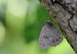 Aa Esmeri (Kirinia roxelana)