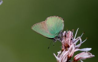 Zmrt (Callophrys rubi)